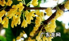 盆栽桂花树的养殖方法和注意事项 桂花树的养殖方法和注意事项