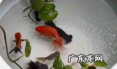 瓷盆养金鱼好吗 瓷盆养金鱼能养大