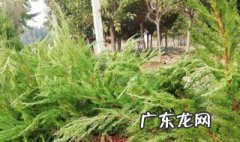 柏树皮的药用价值 柏树皮泡水喝的功效