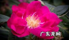 刚买的牡丹花束水养 刚买的牡丹花束水养好吗