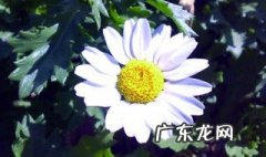 白晶菊是多年生还是一年生 白晶菊能养几年