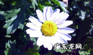 白晶菊是多年生还是一年生 白晶菊能养几年