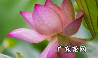 荷花在什么季节开放花 荷花在什么季节开