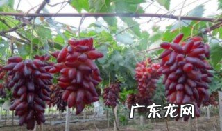 葡萄树几月份结果穗 葡萄树几月份会结果