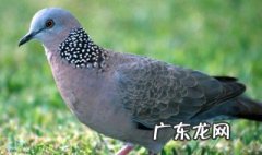 斑鸠一般在什么季节下蛋 斑鸠什么时候下蛋孵小鸟