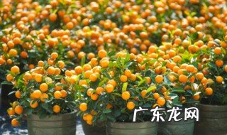 桔子是什么季节开花结果 桔子是什么季节开花结果的水果