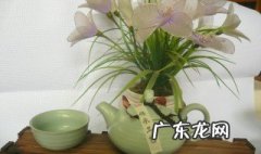 茶壶养什么植物好看 茶壶养什么植物好