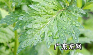 艾叶的副作用与禁忌 艾叶的副作用与禁忌经常闻艾叶会中毒吗