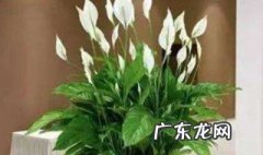 一帆风顺放卧室好吗晚上能放吗 一帆风顺放卧室好吗晚上
