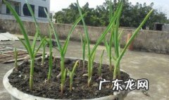 蒜苗在什么季节生长 蒜苗在什么季节生长最旺盛