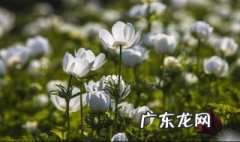 哀思寄语短句 哀思寄语
