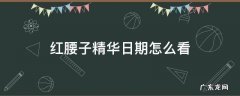 红腰子精华日期查询 红腰子精华日期怎么看