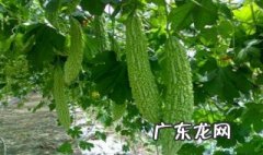 降火的食物 降火的食物和水果有哪些