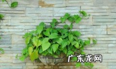 养绿萝用椰壳粉可以吗视频 养绿萝用椰壳粉可以吗