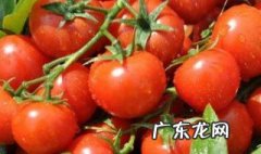 番茄保鲜储存方法图片 番茄保鲜储存方法