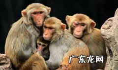 序齿排班什么意思 序齿排班什么意思解释一下