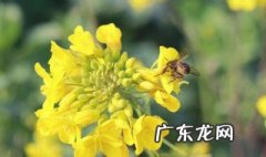 梅子黄时雨日日晴什么季节 梅子黄时是什么季节