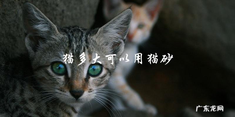 猫多大适合开始使用猫砂?