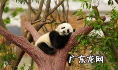 食铁兽的名字是怎么由来的 食铁兽指的是什么动物