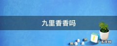 九里香香吗 九里香香吗?