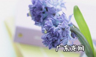 享受赏花的心情短语 享受赏花的心情短语 一句话形容看花的心情说说