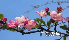 赏花的心情短语 夜晚赏花的心情短语