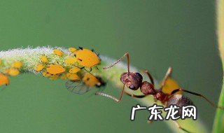 土壤里有蚂蚁能种花吗 土壤里有蚂蚁种花行不行