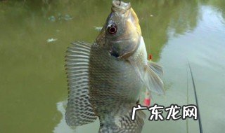 鱼内脏钓鱼效果怎么样 鱼内脏钓鱼效果怎么样视频