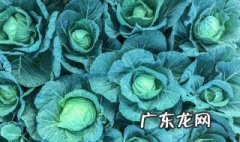 甘蓝开花的原因是什么 甘蓝开花的原因