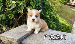 怎么给狗吃米饭 怎么给狗吃米饭和馒头