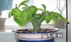 盆栽麒麟能放客厅吗 盆栽麒麟能放客厅吗风水好吗