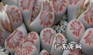 夏天为什么多肉不好养 夏天的多肉为啥不好养
