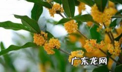 桂花树作用与功效与作用 桂花树的花有什么功效与作用