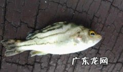 七星鱼怎么钓 七星鱼怎么钓视频