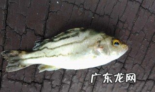 七星鱼怎么钓 七星鱼怎么钓视频