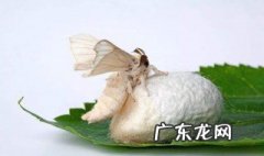 蚕结茧后多久破茧而出 蚕结茧后多长时间破茧