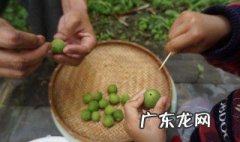 妙招青梅扎洞 妙招青梅扎洞教程