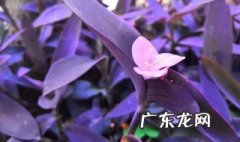 吊竹梅怎么摘心 吊竹梅怎么摘心视频
