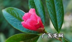 毛蕊红山茶怎么养最好? 毛蕊红山茶怎么养