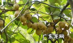 葡萄糖对果树有什么作用 葡萄糖能给果树增甜吗