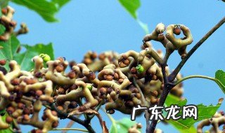 拐枣栽培 北方怎么养拐枣子