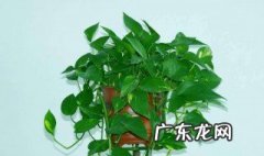 用啤酒浇绿萝怎么配比 用啤酒浇绿萝怎么配比好