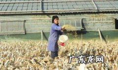 鸭子晚上要喂食吗为什么 鸭子晚上要喂食吗