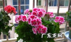 天竺葵什么季节种植好 天竺葵什么季节播种