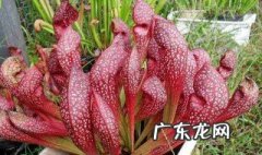 眼镜蛇瓶子草怎么养 瓶子草怎么养