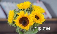 向日葵能放在室内吗 向日葵可以放屋里吗