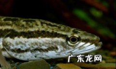 黑鱼为什么称为孝鱼 为什么不建议吃黑鱼