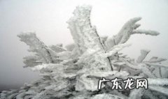 雾凇适合放家里养吗有毒吗 雾凇能放室内养吗