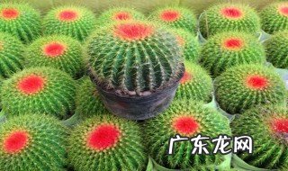 仙人球需要晒太阳吗 最耐阴的十大室内植物