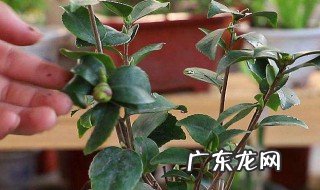 五月份可以扦插茶花吗 五月份可以修剪茶花吗